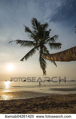 Stock Photography - Palme am Sandstrand mit Meer, Sairee Beach, Insel Koh Tao, Golf von Thailand, Thailand, Asien. Fotosearch