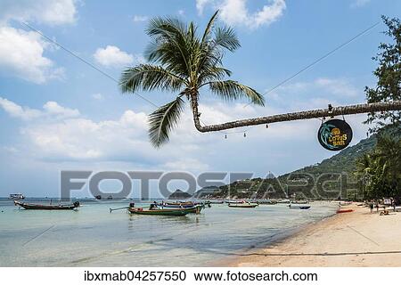 Palme am Sandstrand, turkises Meer, Sairee Beach, Insel Koh Tao, Golf von Thailand, Thailand, Asien View Large Photo Image Stock Image - Palme am Sandstrand, turkises Meer, Sairee Beach, Insel Koh Tao, Golf von Thailand, Thailand, Asien. Fotosearch