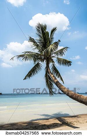 Palme am Sandstrand, turkises Meer, Sairee Beach, Insel Koh Tao, Golf von Thailand, Thailand, Asien View Large Photo Image Stock Photography - Palme am Sandstrand, turkises Meer, Sairee Beach, Insel Koh Tao, Golf von Thailand, Thailand, Asien. Fotosearch