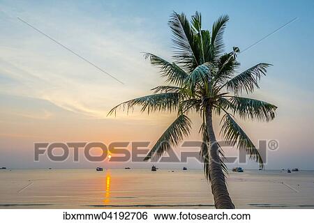Stock Photograph - Palme bei Sonnenuntergang am Meer, Golf von Thailand, Insel Koh Tao, Thailand, Asien. Fotosearch