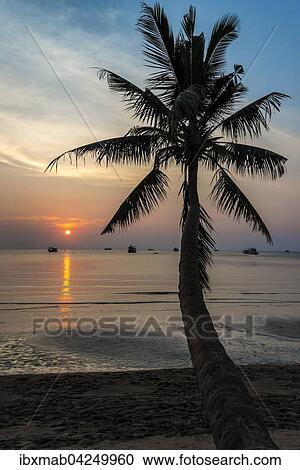 Palme Bei Sonnenuntergang Am Meer Sudchinesisches Meer Golf Von Thailand Insel Koh Tao Thailand Asien Stock Image Ibxmab Fotosearch