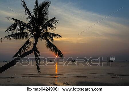 Palme bei Sonnenuntergang am Meer, Sudchinesisches Meer, Golf von Thailand, Insel Koh Tao, Thailand, Asien View Large Photo Image Stock Image - Palme bei Sonnenuntergang am Meer, Sudchinesisches Meer, Golf von Thailand, Insel Koh Tao, Thailand, Asien. Fotosearch