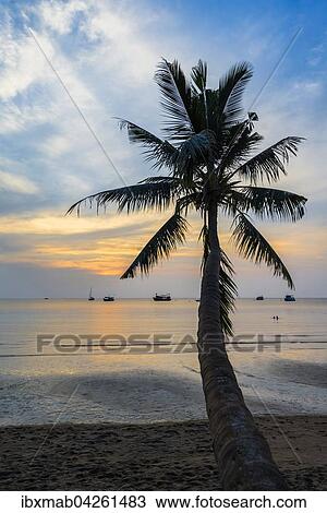 Stock Image - Palme bei Sonnenuntergang am Meer, Sudchinesisches Meer, Golf von Thailand, Insel Koh Tao, Thailand, Asien. Fotosearch