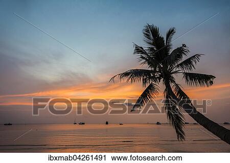 Palme bei Sonnenuntergang am Meer, Sudchinesisches Meer, Golf von Thailand, Insel Koh Tao, Thailand, Asien View Large Photo Image Stock Image - Palme bei Sonnenuntergang am Meer, Sudchinesisches Meer, Golf von Thailand, Insel Koh Tao, Thailand, Asien. Fotosearch