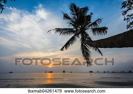 Stock Photo - Palme bei Sonnenuntergang am Meer, Sudchinesisches Meer, Golf von Thailand, Insel Koh Tao, Thailand, Asien. Fotosearch
