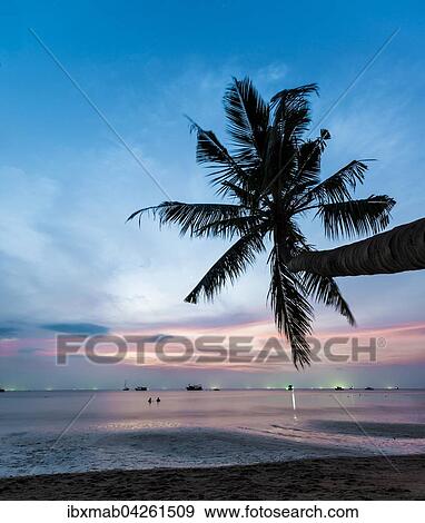 Stock Photo - Palme bei Sonnenuntergang am Meer, Sudchinesisches Meer, Golf von Thailand, Insel Koh Tao, Thailand, Asien. Fotosearch