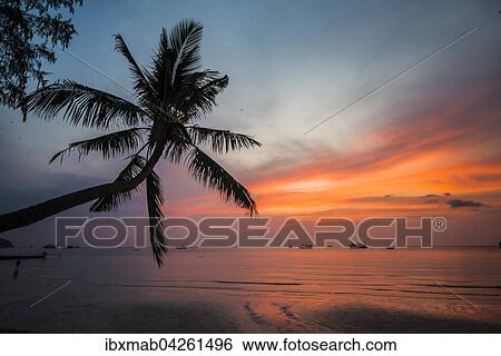 Palme Bei Sonnenuntergang Am Meer Sudchinesisches Meer Golf Von Thailand Insel Koh Tao Thailand Asien Stock Photograph Ibxmab Fotosearch