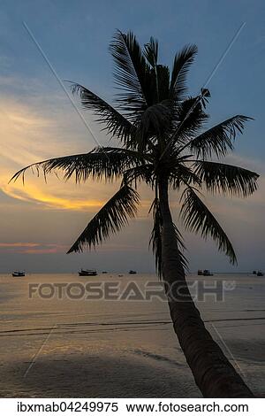 Palme bei Sonnenuntergang am Meer, Sudchinesisches Meer, Golf von Thailand, Insel Koh Tao, Thailand, Asien View Large Photo Image Stock Photography - Palme bei Sonnenuntergang am Meer, Sudchinesisches Meer, Golf von Thailand, Insel Koh Tao, Thailand, Asien. Fotosearch