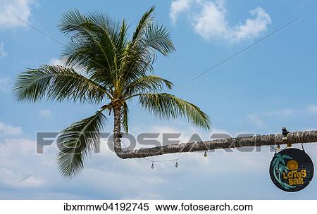 Stock Photography - Palme mit Schild der Lotus Bar, Insel Koh Tao, Golf von Thailand, Thailand, Asien. Fotosearch