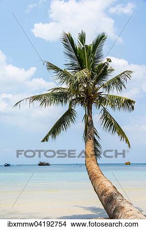 Palme, Sandstrand, turkises Meer, Insel Koh Tao, Golf von Thailand, Thailand, Asien View Large Photo Image Picture - Palme, Sandstrand, turkises Meer, Insel Koh Tao, Golf von Thailand, Thailand, Asien. Fotosearch