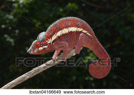 Pantherchamaleon (Furcifer pardalis) in den Tieflandwaldern von Ankaramybe, Madagaskar, Afrika View Large Photo Image Stock Photo - Pantherchamaleon (Furcifer pardalis) in den Tieflandwaldern von Ankaramybe, Madagaskar, Afrika. Fotosearch