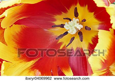Stock Image - Papageien-Tulpe (Tulipa). Fotosearch