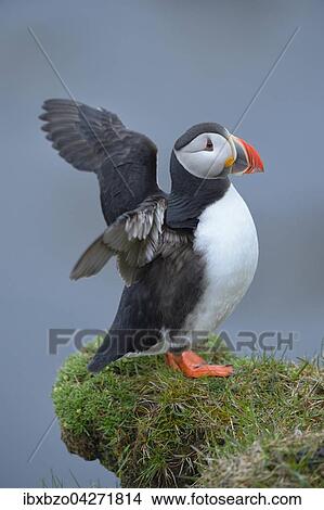 Papageitaucher (Fratercula arctica), Flugel schlagend, Latrabjarg, Westfjorde, Westfirdir, Island, Europa View Large Photo Image Picture - Papageitaucher (Fratercula arctica), Flugel schlagend, Latrabjarg, Westfjorde, Westfirdir, Island, Europa. Fotosearch