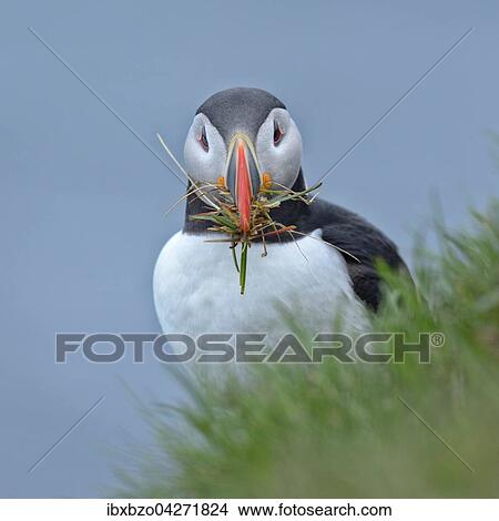 Papageitaucher (Fratercula arctica), mit Nistmaterial im Schnabel, Latrabjarg, Westfjorde, Westfirdir, Island, Europa View Large Photo Image Picture - Papageitaucher (Fratercula arctica), mit Nistmaterial im Schnabel, Latrabjarg, Westfjorde, Westfirdir, Island, Europa. Fotosearch