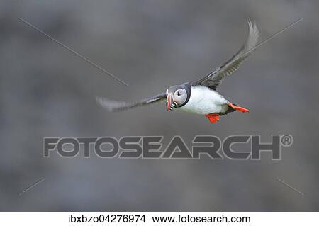Papageitaucher (Fratercula arctica), fliegend mit Fisch im Schnabel, Borgarfjordur, Island, Europa View Large Photo Image Picture - Papageitaucher (Fratercula arctica), fliegend mit Fisch im Schnabel, Borgarfjordur, Island, Europa. Fotosearch