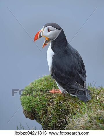 Papageitaucher (Fratercula arctica), gahnend, Latrabjarg, Westfjorde, Westfirdir, Island, Europa View Large Photo Image Stock Image - Papageitaucher (Fratercula arctica), gahnend, Latrabjarg, Westfjorde, Westfirdir, Island, Europa. Fotosearch