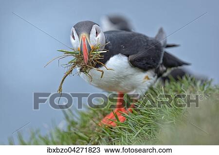 Papageitaucher (Fratercula arctica), mit Nistmaterial im Schnabel, Latrabjarg, Westfjorde, Westfirdir, Island, Europa View Large Photo Image Stock Image - Papageitaucher (Fratercula arctica), mit Nistmaterial im Schnabel, Latrabjarg, Westfjorde, Westfirdir, Island, Europa. Fotosearch
