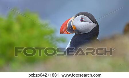 Papageitaucher (Fratercula arctica), Portrait, Latrabjarg, Westfjorde, Westfirdir, Island, Europa View Large Photo Image Stock Image - Papageitaucher (Fratercula arctica), Portrait, Latrabjarg, Westfjorde, Westfirdir, Island, Europa. Fotosearch
