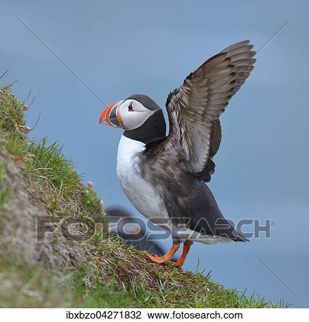 Papageitaucher (Fratercula arctica), Flugel schlagend, Latrabjarg, Westfjorde, Westfirdir, Island, Europa View Large Photo Image Stock Image - Papageitaucher (Fratercula arctica), Flugel schlagend, Latrabjarg, Westfjorde, Westfirdir, Island, Europa. Fotosearch