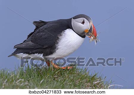 Papageitaucher (Fratercula arctica), mit Nistmaterial im Schnabel, Latrabjarg, Westfjorde, Westfirdir, Island, Europa View Large Photo Image Stock Image - Papageitaucher (Fratercula arctica), mit Nistmaterial im Schnabel, Latrabjarg, Westfjorde, Westfirdir, Island, Europa. Fotosearch