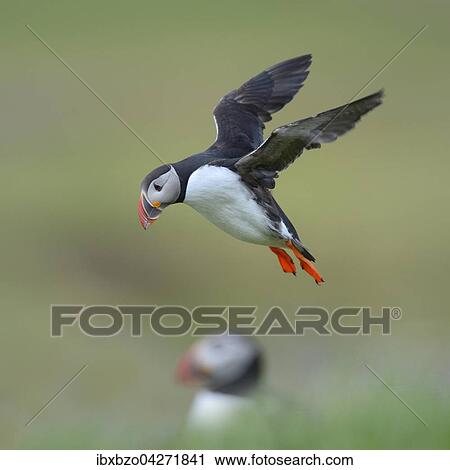 Papageitaucher (Fratercula arctica), fliegend, Latrabjarg, Westfjorde, Westfirdir, Island, Europa View Large Photo Image Stock Image - Papageitaucher (Fratercula arctica), fliegend, Latrabjarg, Westfjorde, Westfirdir, Island, Europa. Fotosearch