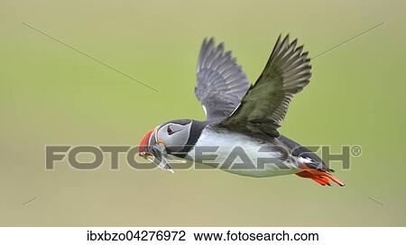 Stock Image - Papageitaucher (Fratercula arctica), fliegend mit Fisch im Schnabel, Borgarfjordur, Island, Europa. Fotosearch