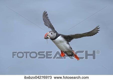 Papageitaucher (Fratercula arctica), fliegend mit Fisch im Schnabel, Borgarfjordur, Island, Europa View Large Photo Image Stock Image - Papageitaucher (Fratercula arctica), fliegend mit Fisch im Schnabel, Borgarfjordur, Island, Europa. Fotosearch