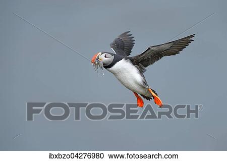 Stock Image - Papageitaucher (Fratercula arctica), fliegend mit Fisch im Schnabel, Borgarfjordur, Island, Europa. Fotosearch