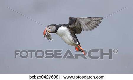 Stock Image - Papageitaucher (Fratercula arctica), fliegend mit Fisch im Schnabel, Borgarfjordur, Island, Europa. Fotosearch