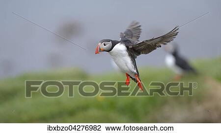 Papageitaucher (Fratercula arctica), fliegend uber der Kolonie, Borgarfjordur, Island, Europa View Large Photo Image Stock Image - Papageitaucher (Fratercula arctica), fliegend uber der Kolonie, Borgarfjordur, Island, Europa. Fotosearch