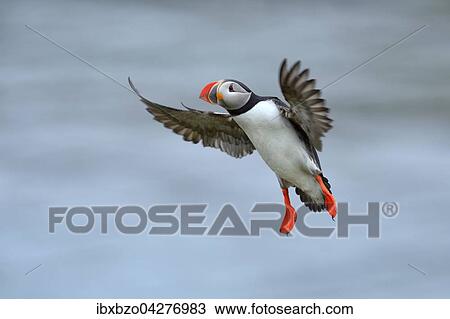 Papageitaucher (Fratercula arctica), fliegend, Borgarfjordur, Island, Europa View Large Photo Image Stock Image - Papageitaucher (Fratercula arctica), fliegend, Borgarfjordur, Island, Europa. Fotosearch
