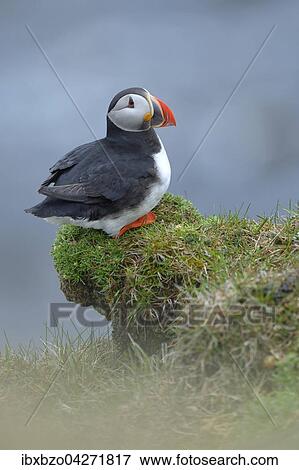 Papageitaucher (Fratercula arctica), ruhend, Latrabjarg, Westfjorde, Westfirdir, Island, Europa View Large Photo Image Stock Photo - Papageitaucher (Fratercula arctica), ruhend, Latrabjarg, Westfjorde, Westfirdir, Island, Europa. Fotosearch