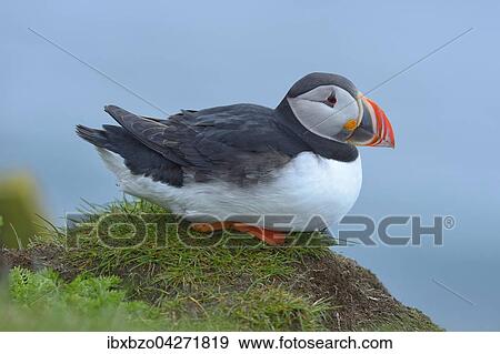 Papageitaucher (Fratercula arctica), ruhend, Latrabjarg, Westfjorde, Westfirdir, Island, Europa View Large Photo Image Stock Photo - Papageitaucher (Fratercula arctica), ruhend, Latrabjarg, Westfjorde, Westfirdir, Island, Europa. Fotosearch