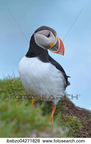 Papageitaucher (Fratercula arctica), ruhend, Latrabjarg, Westfjorde, Westfirdir, Island, Europa View Large Photo Image Stock Photo - Papageitaucher (Fratercula arctica), ruhend, Latrabjarg, Westfjorde, Westfirdir, Island, Europa. Fotosearch