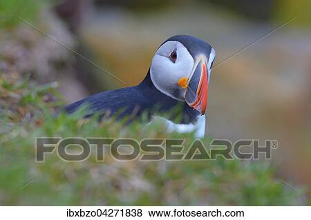 Papageitaucher (Fratercula arctica), Portrait, Latrabjarg, Westfjorde, Westfirdir, Island, Europa View Large Photo Image Stock Photo - Papageitaucher (Fratercula arctica), Portrait, Latrabjarg, Westfjorde, Westfirdir, Island, Europa. Fotosearch