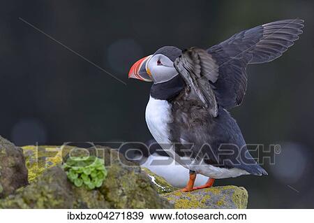 Papageitaucher (Fratercula arctica), Flugel schlagend, Latrabjarg, Westfjorde, Westfirdir, Island, Europa View Large Photo Image Stock Photo - Papageitaucher (Fratercula arctica), Flugel schlagend, Latrabjarg, Westfjorde, Westfirdir, Island, Europa. Fotosearch