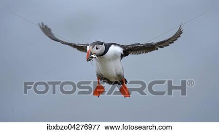 Papageitaucher (Fratercula arctica), fliegend mit Fisch im Schnabel, Borgarfjordur, Island, Europa View Large Photo Image Stock Photo - Papageitaucher (Fratercula arctica), fliegend mit Fisch im Schnabel, Borgarfjordur, Island, Europa. Fotosearch