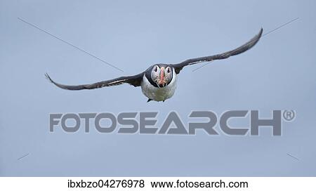 Stock Photo - Papageitaucher (Fratercula arctica), fliegend mit Fisch im Schnabel, Borgarfjordur, Island, Europa. Fotosearch