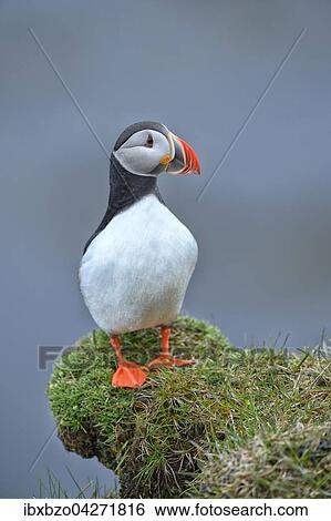 Papageitaucher (Fratercula arctica), ruhend, Latrabjarg, Westfjorde, Westfirdir, Island, Europa View Large Photo Image Stock Photograph - Papageitaucher (Fratercula arctica), ruhend, Latrabjarg, Westfjorde, Westfirdir, Island, Europa. Fotosearch
