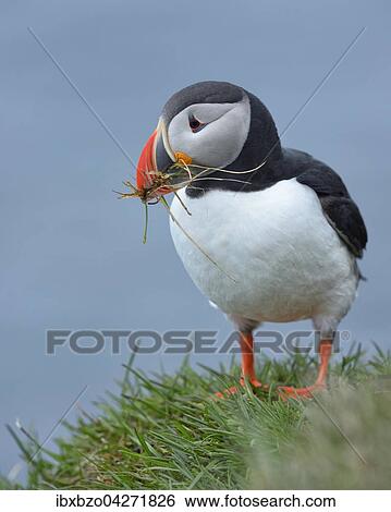 Papageitaucher (Fratercula arctica), mit Nistmaterial im Schnabel, Latrabjarg, Westfjorde, Westfirdir, Island, Europa View Large Photo Image Stock Photograph - Papageitaucher (Fratercula arctica), mit Nistmaterial im Schnabel, Latrabjarg, Westfjorde, Westfirdir, Island, Europa. Fotosearch