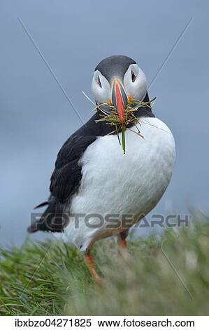 Stock Photography - Papageitaucher (Fratercula arctica), mit Nistmaterial im Schnabel, Latrabjarg, Westfjorde, Westfirdir, Island, Europa. Fotosearch