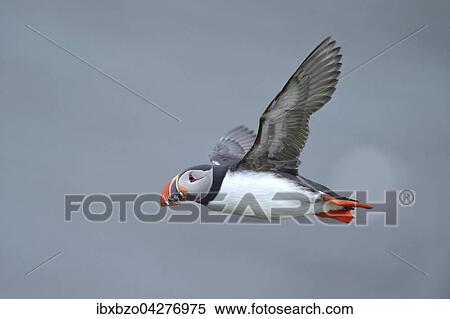 Stock Photography - Papageitaucher (Fratercula arctica), fliegend mit Fisch im Schnabel, Borgarfjordur, Island, Europa. Fotosearch