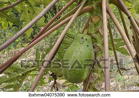 Papaya, Baummelone (Carica papaya), Bundesstaat Veracruz, Mexiko, Nordamerika View Large Photo Image Stock Image - Papaya, Baummelone (Carica papaya), Bundesstaat Veracruz, Mexiko, Nordamerika. Fotosearch