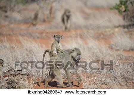 Pavian Muttertier Mit Jungem Tsavo Ost Nationalpark Kenia Afrika Stock Photo Ibxmhg Fotosearch