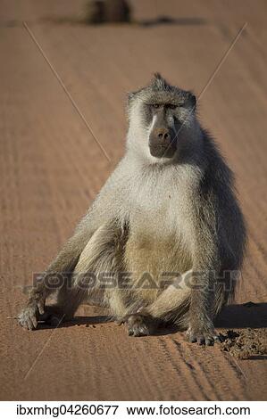 Stock Photo - Pavian, sitzend auf Strasse, Tsavo Ost Nationalpark, Kenia, Afrika. Fotosearch