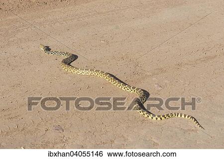Pazifische Gophernatter (Pituophis catenifer catenifer), Colorado, USA, Nordamerika View Large Photo Image Stock Photograph - Pazifische Gophernatter (Pituophis catenifer catenifer), Colorado, USA, Nordamerika. Fotosearch