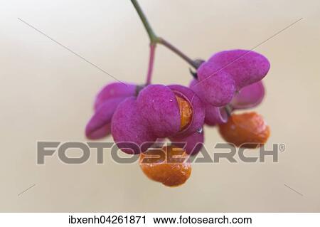 Pfaffenhutchen (Euonymus europaeus), Samenstand, Niedersachsen, Deutschland, Europa View Large Photo Image Stock Image - Pfaffenhutchen (Euonymus europaeus), Samenstand, Niedersachsen, Deutschland, Europa. Fotosearch