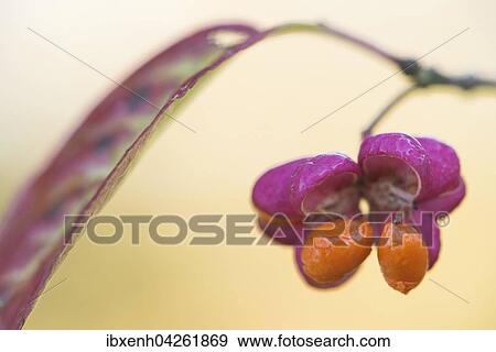 Stock Photo - Pfaffenhutchen (Euonymus europaeus), Samenstand, Niedersachsen, Deutschland, Europa. Fotosearch