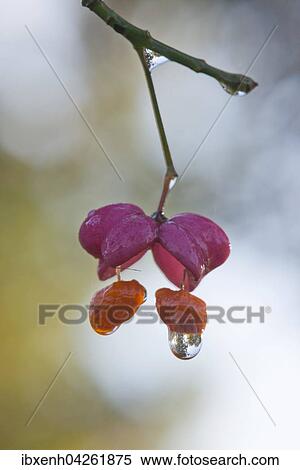 Pfaffenhutchen (Euonymus europaeus), Samenstand mit Wassertropfen, Niedersachsen, Deutschland, Europa View Large Photo Image Stock Photography - Pfaffenhutchen (Euonymus europaeus), Samenstand mit Wassertropfen, Niedersachsen, Deutschland, Europa. Fotosearch
