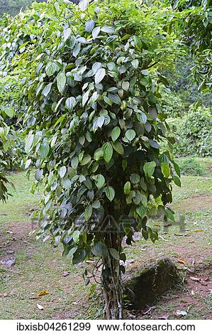 Stock Photo - Pfefferstrauch (Piper nigrum), schwarzer Pfeffer, Insel Mahe, Seychellen, Afrika. Fotosearch